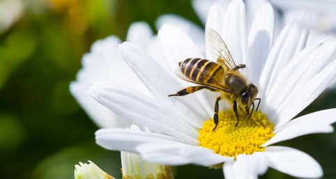 Biodiversité - députés et sénateurs en quête d’un compromis | Veille territoriale AURH | Scoop.it