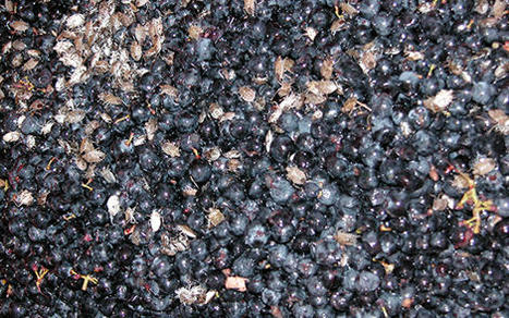 Influence de la punaise marbrée sur la qualité gustative des moûts et des vins | EntomoNews | Scoop.it