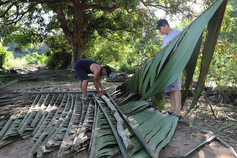 ZDUC : une recherche-action avec les communautés Palikur pour une gestion participative et concertée des espaces forestiers en Guyane | Biodiversité | Scoop.it