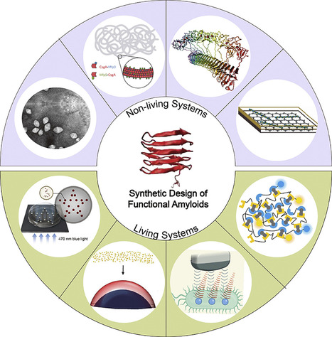 Emerging Paradigms for Synthetic Design of Functional Amyloids | RMH | Scoop.it