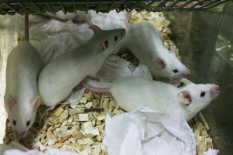 Mice Seen Giving ‘First Aid’ to Unconscious Mates in Remarkable Act of Empathy | Empathy Movement Magazine | Scoop.it
