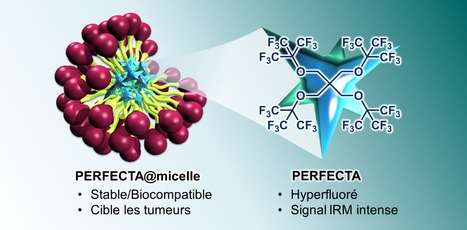 Imagerie tumorale par résonance magnétique du fluor | Life Sciences Université Paris-Saclay | Scoop.it