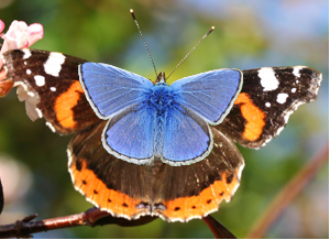 How to identify your butterfly - size | Insect Archive | Scoop.it