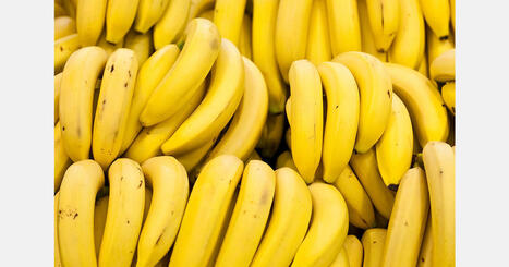 PHILIPPINE: Banana exports rise 26% as Asia lifts global trade | ASIES | Scoop.it