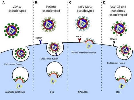 Recent Advances in Lentiviral Vaccines for HIV-1 Infection | Mucosal Immunity | Scoop.it