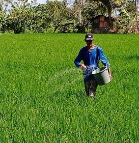 Free phone advice helps Indonesian rice farmers earn more | The Asian Food Gazette. | Scoop.it