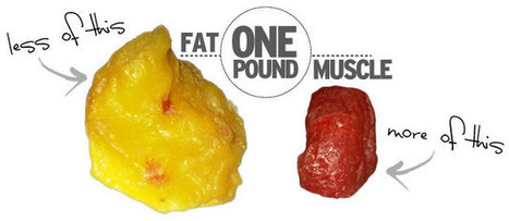 One Pound of Fat Versus One Pound of Muscle: Clearing up the Misconceptions | Fitness, Health, and Wellness | Scoop.it