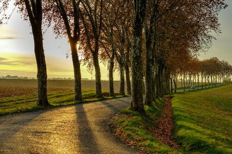 Tout savoir sur la protection des alignements d&rsquo;arbres bordant les voies | Veille juridique du CDG13 | Scoop.it