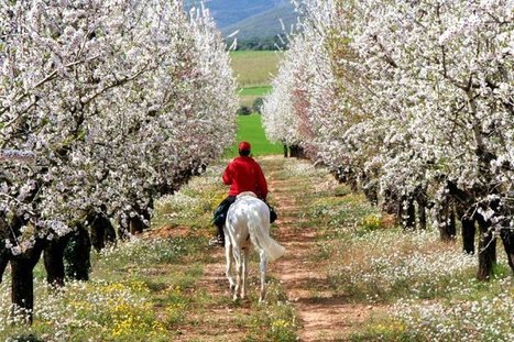 EL RAID: Prevenir Da&ntilde;os Musculares en los Caballos. | Caballo, Caballos | Scoop.it
