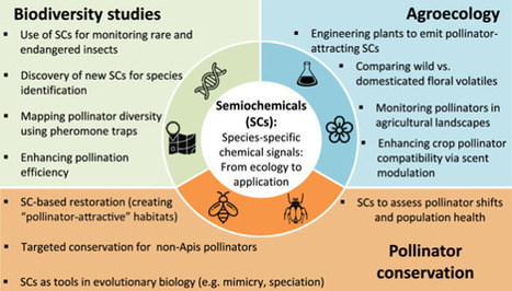 Plantes, pollinisateurs et phéromones : promesses et illusions des sémiochimiques | Life Sciences Université Paris-Saclay | Scoop.it