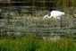 Conférence à Arles le 4 avril : Etat des lieux des zones humides en Méditerranée | Camargue Nature | Scoop.it