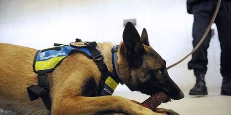 Le fait divers du jour : un chien-policier se sacrifie pour protéger son ... - metronews | J'écris mon premier roman | Scoop.it