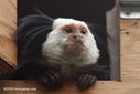 Like humans, marmosets are polite communicators | RAINFOREST EXPLORER | Scoop.it