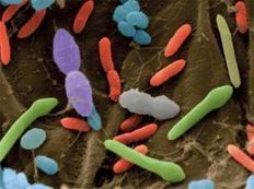 Flore intestinale: à la croisée de l’alimentation et des gènes | ITERG - Nutrition, Santé et Biochimie des Lipides | Scoop.it