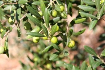 Espagne - Une mouche OGM pour sauver les oliviers ? | EntomoNews | Scoop.it