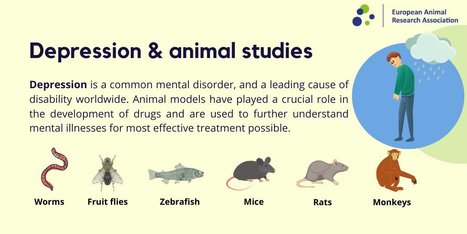Comprendre la dépression et développer des médicaments dans le traitement de cette maladie mentale : le rôle des modèles animaux | EntomoScience | Scoop.it