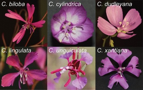 Certaines fleurs disposent d'un m&eacute;canisme qui leur permet de distribuer progressivement leur pollen pour &ecirc;tre pollinis&eacute;es plus efficacement par les abeilles | EntomoNews | Scoop.it