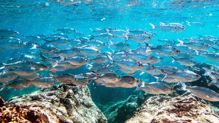We've Taken Far More Fish Out Of The Ocean Than We Thought | The Health Report | Scoop.it