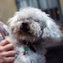 Chichi, Perhaps World’s Oldest Dog, Dies | Communications Major | Scoop.it