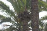 Le palmier, venu du Nord il y a 100 millions d'années | Planète DDurable | Scoop.it
