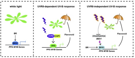 Brassinosteroid-Activated BRI1-EMS-SUPPRESSOR 1 Inhibits Flavonoid Biosynthesis and Coordinates Growth and UV-B Stress Responses in Plants | SEED-DREAM Lab info | Scoop.it
