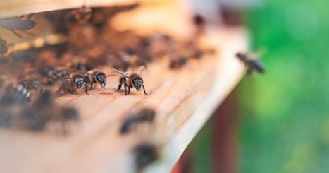 Pesticides : l'Echa publie un guide pour mieux évaluer les risques envers les abeilles | Alimentation Santé Environnement | Scoop.it