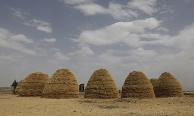 Move over quinoa, Ethiopia's teff poised to be next big super grain | Questions de développement ... | Scoop.it