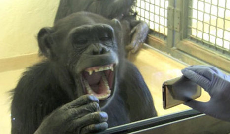 Chimps Demonstrate Empathy With Yawns | Social Connection & Contagious Yawns | Empathy and Animals | Scoop.it