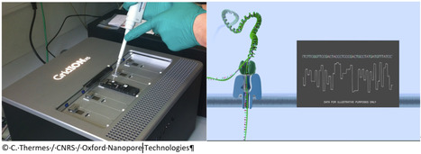 FOCUS PLATEFORME : La technologie de séquençage Nanopore permet de déchiffrer un génome mitochondrial servant de modèle pour des études de pathologies respiratoires | Life Sciences Université Paris-Saclay | Scoop.it