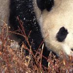 Google Panda Update: Could Inaccurate Google Data Be Costing Sites Traffic? | Google Penalty World | Scoop.it