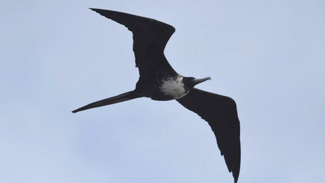 Un oiseau tropical fait une rare visite à la Pointe-Pelée | Les oiseaux au gré du vent | Scoop.it