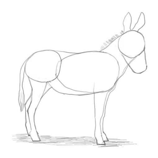 How To Draw A Donkey - Reference Guide | Drawin...