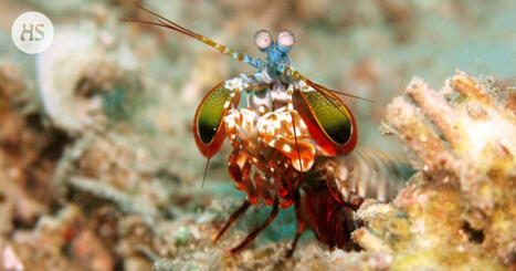 Silmi&auml;&auml;n v&auml;&auml;ntelev&auml;ll&auml; sirkka&auml;yri&auml;isell&auml; on aina pistooli mukana | HS.fi | 1Uutiset - Lukemisen t&auml;hden | Scoop.it