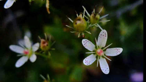 Luz-Saint-Sauveur. "Pais de Flors", une création en résidence | Biodiversité | Scoop.it