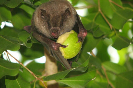 Seed-dispersing animals are in decline, impacting forests and the climate | RAINFOREST EXPLORER | Scoop.it