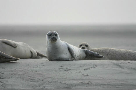 La Lituanie tente de sauver les phoques de la mer Baltique | Biodiversité - @ZEHUB on Twitter | Scoop.it