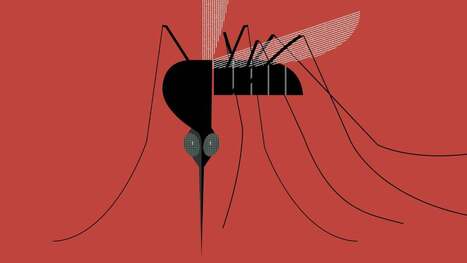 Les moustiques nous consid&egrave;rent de plus en plus comme leur aliment pr&eacute;f&eacute;r&eacute; | EntomoScience | Scoop.it