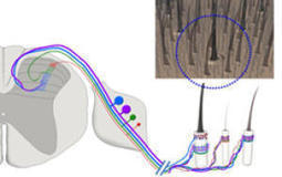 Touching a nerve: How every hair in skin feels touch and how it all gets to the brain | Science News | Scoop.it