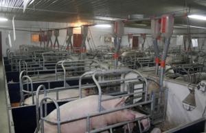 Les exportations de porcelets en Europe continuent de progresser - 22-11-2013 - REUSSIR PORC | SCIENCES DE L' ANIMAL | Scoop.it