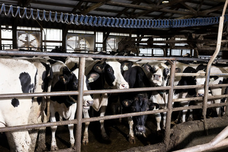 C.D.C. Study Finds Silent Bird Flu Infections in Dairy Veterinarians - The New York Times | Virus World | Scoop.it
