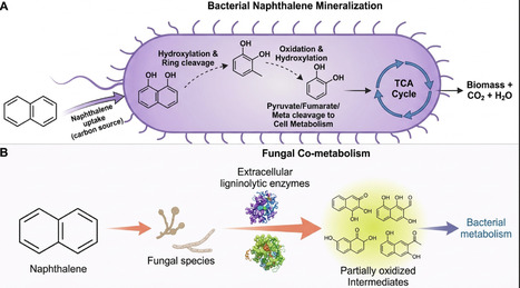 Systems-Level Insights Into Microbial Naphthalene Biodegradation: An Integrated In Silico and Omics Perspective | emb | RMH | Scoop.it