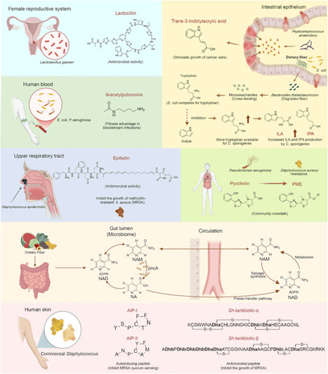 The human microbiome is a distributed drug factory. A 2025 review in Natural Product Reports catalogued specialized metabolites, mapped by body site, with defined mechanisms. Gut: Cross-feeding&hellip; ... | Mucosal Immunity | Scoop.it