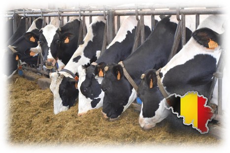 Des perspectives positives pour les producteurs laitiers belges | Lait de Normandie... et d'ailleurs | Scoop.it