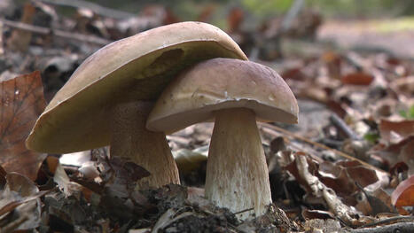 Quand la s&eacute;cheresse limite le nombre de champignons, c'est toute la for&ecirc;t qui souffre - RTBF Actus | Remembering tomorrow | Scoop.it