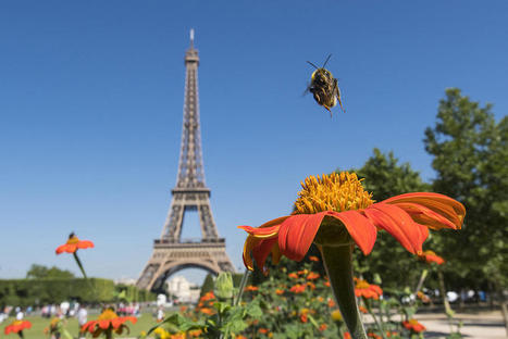 L’évolution des espèces est-elle toujours une bonne nouvelle ? | EntomoNews | Scoop.it