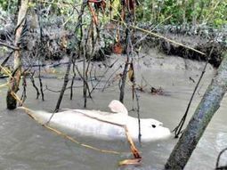 As rivers re-open to shipping, oil threat to Bangladesh's Sundarbans forest continues / Ecologist du 09.01.2015 | Pollution accidentelle des eaux (+ d&eacute;chets plastiques) | Scoop.it