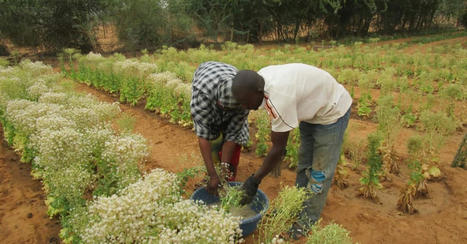Au Mali, l’agroécologie pour atténuer le dérèglement climatique | Veille UrbaLyon :  Les transitions dans les Pays du Sud | Scoop.it