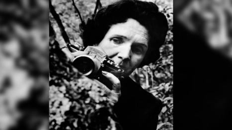 Des écologistes remarquables, portraits : Rachel Carson, une écrivaine à la naissance de l’écologie | Insect Archive | Scoop.it