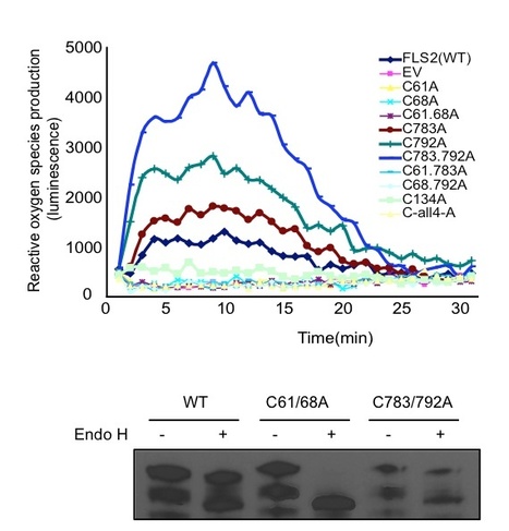 Plant Cell: Probing the Arabidopsis Flagellin Receptor: FLS2-FLS2 Association and the Contributions of Specific Domains to Signaling Function | Plants and Microbes | Scoop.it