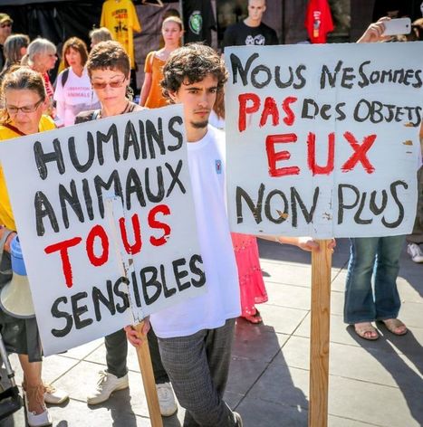 Le bien-être animal, désormais, ça s'apprend | Lait de Normandie... et d'ailleurs | Scoop.it